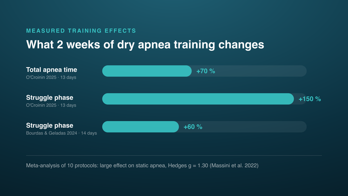 Bar chart of measured training effects: +70 % total apnea time, +150 % struggle phase, +60 % struggle phase